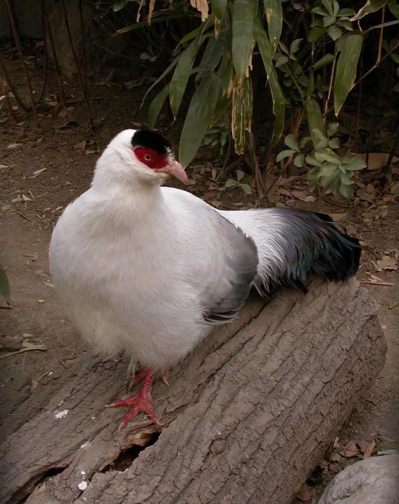 White Eared Pheasant (Crossoptilon crossoptilon).jpg