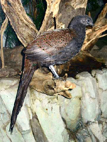 BxZ Mountain Peacock-pheasant (Polyplectron inopinatum) 00b.jpg