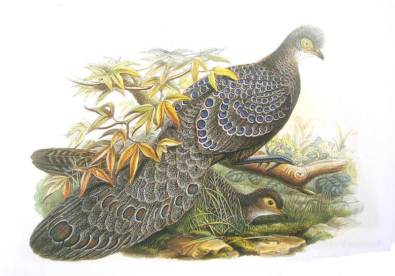 Grey Peacock-pheasant (Polyplectron bicalcaratum) Gould.jpg