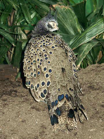 BxZ Malayan Peacock-pheasant (Polyplectron malacense) 00.jpg