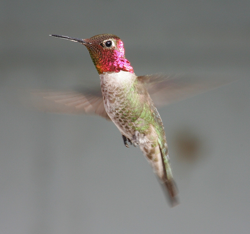 Anna s Hummingbird Calypte-anna-002.jpg