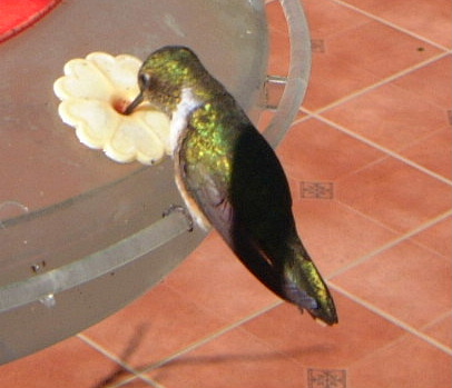142asavegre scintillant-Scintillant Hummingbird (Selasphorus scintilla).jpg