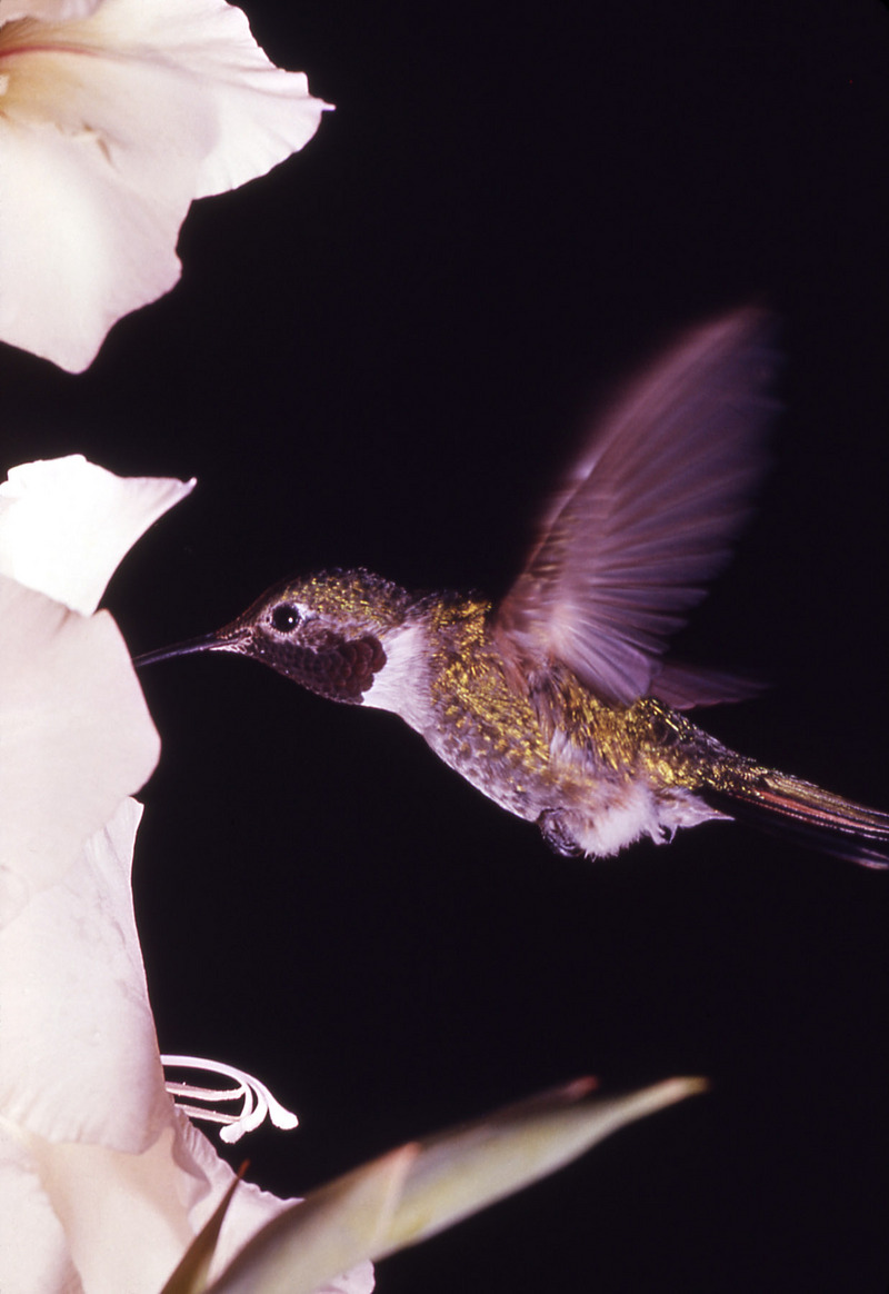 Broad-tailed Hummingbird (Selasphorus platycercus) 2.jpg