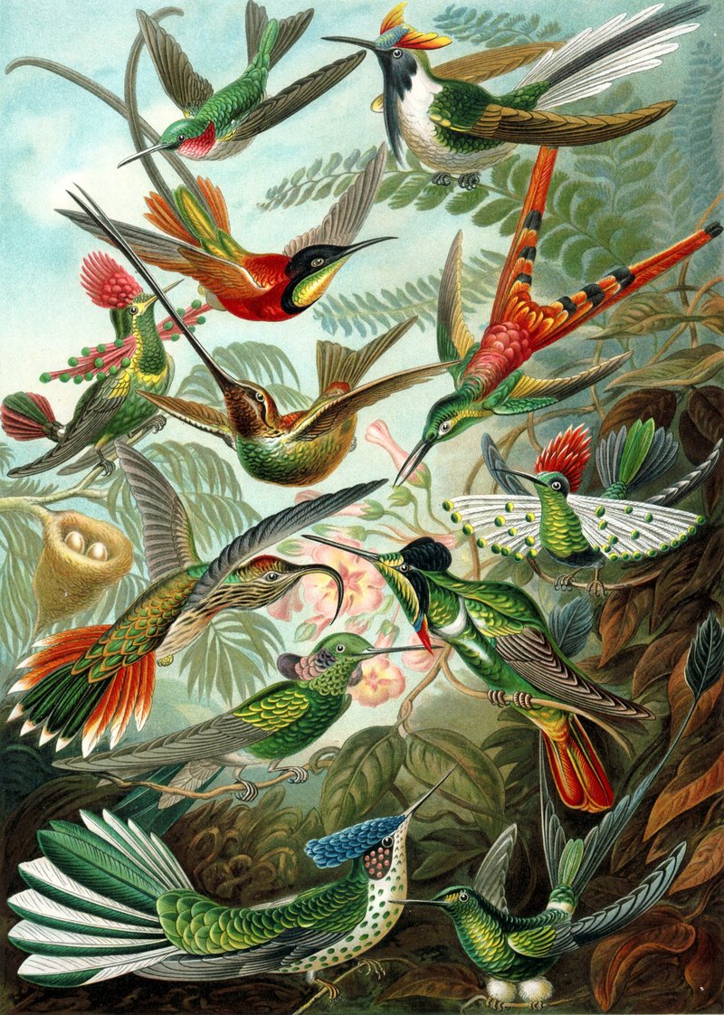 Haeckel Trochilidae-Hummingbirds.jpg