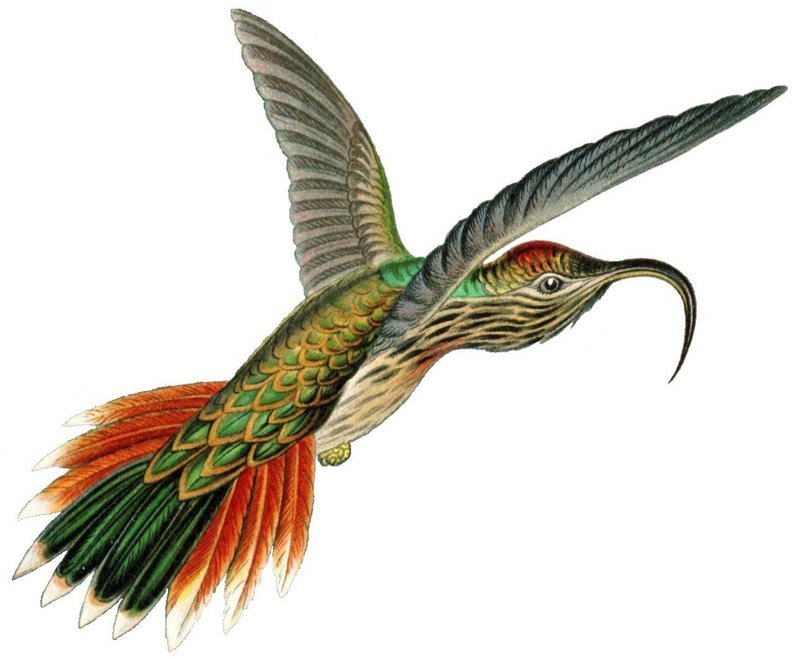 Haaksnavelkolibrie-Buff-tailed Sicklebill Hummingbird (Eutoxeres condamini).jpg