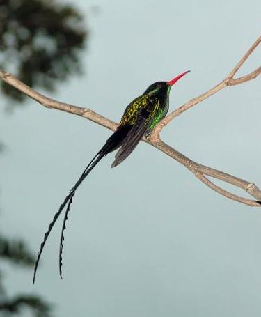 Doctor Bird-Green-and-black Streamertail Hummingbird (Trochilus polytmus).png