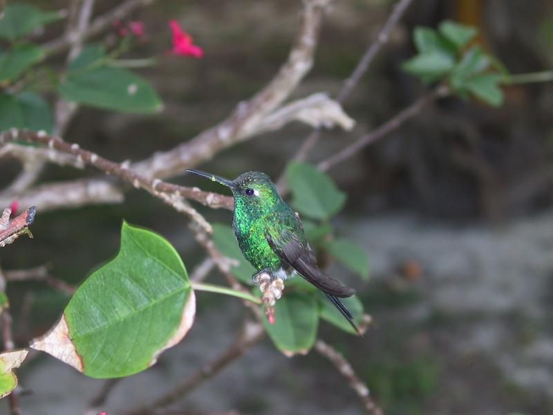Kolibri-Kuba1-Cuban Emerald Hummingbird (Chlorostilbon ricordii).jpg