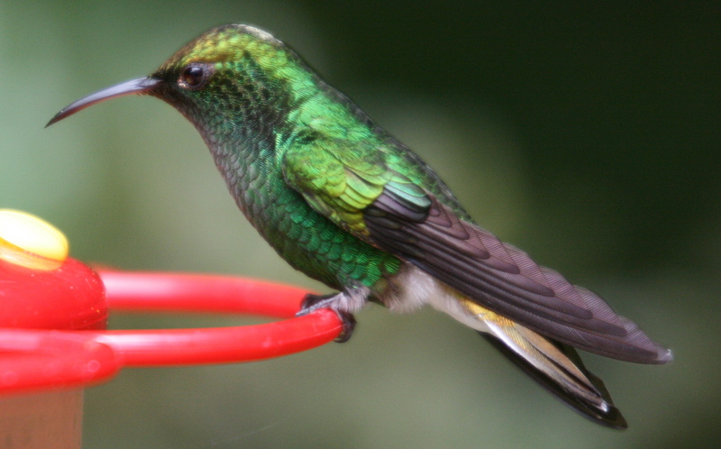 Male Coppery-headed Emerald Hummingbird (Elvira cupreiceps) at feeder - closeup.jpg