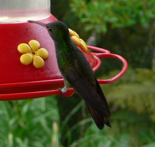 158L48rufoushumRN-Rufous-tailed Hummingbird (Amazilia tzacatl).jpg