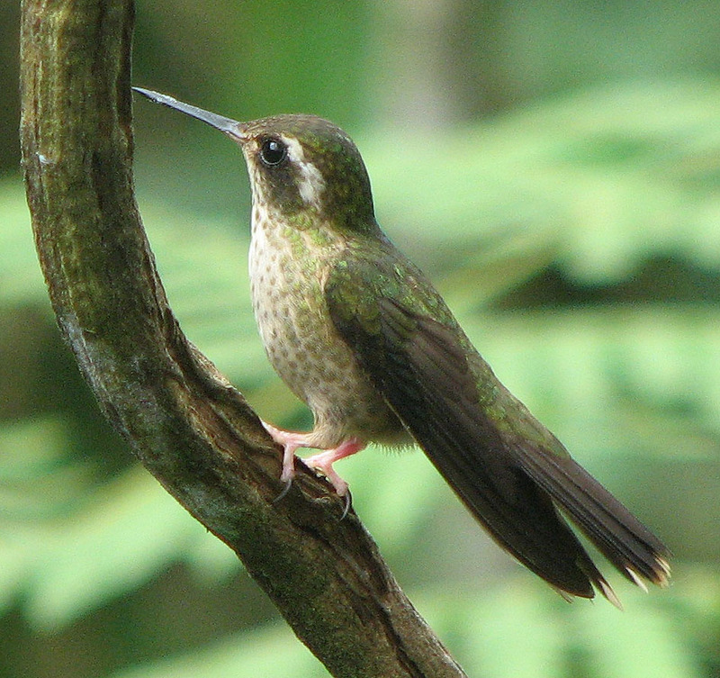 Speckled Hummingbird (Speckled Hummingbird).jpg
