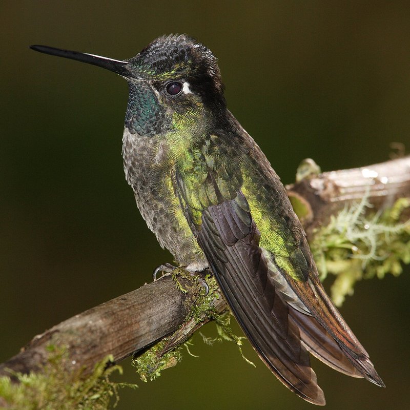 Eugenes-fulgens-001 Magnificent Hummingbird.jpg
