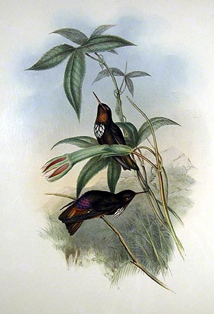 White-tufted Sunbeam Hummingbird (Aglaeactis castelnaudii) - Gould.jpg