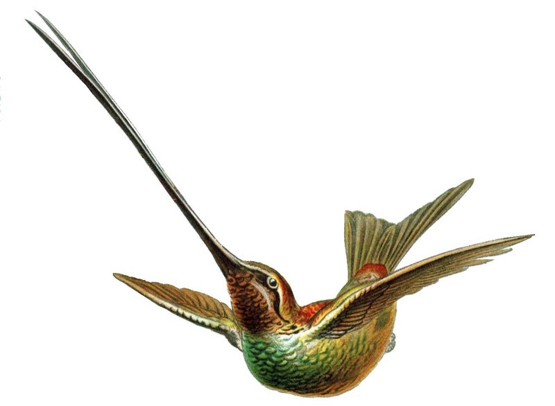Ensifera ensifera-Sword-billed Hummingbird.jpg