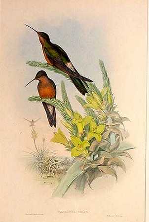Patagona Gigas-Giant Hummingbird.jpg