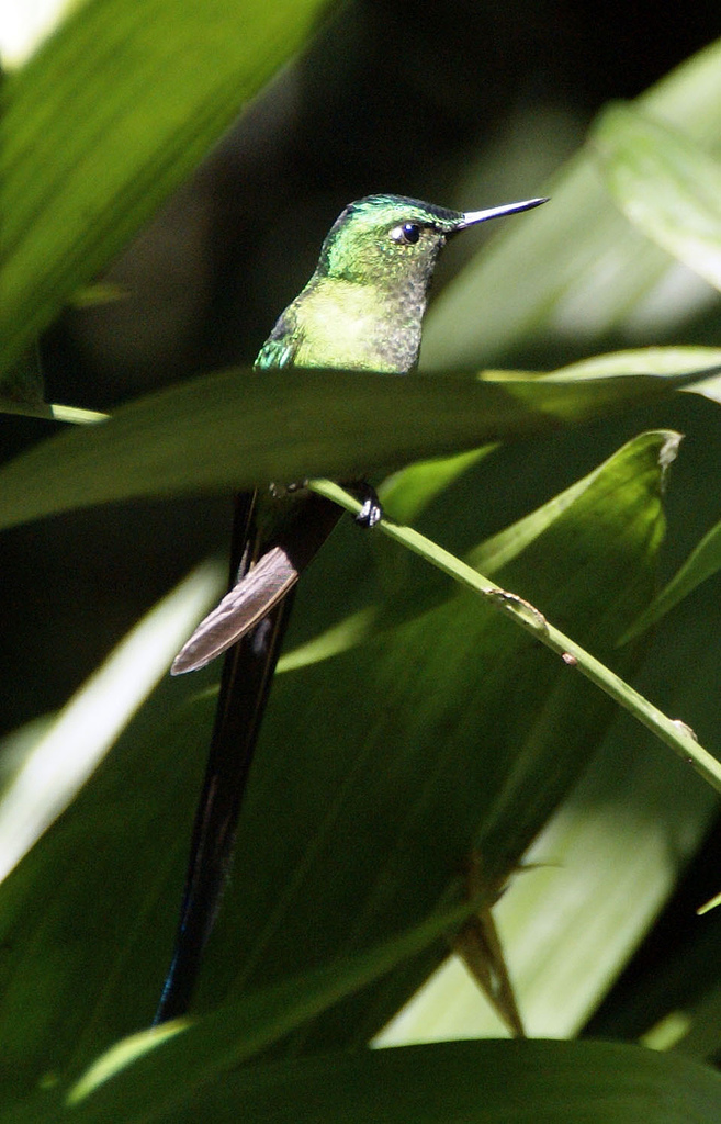 Long-tailed Sylph Hummingbird (Aglaiocercus kingi).jpg