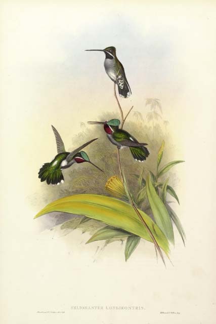 Long-billed Starthroat Hummingbird (Heliomaster longirostris) - Gould.jpg