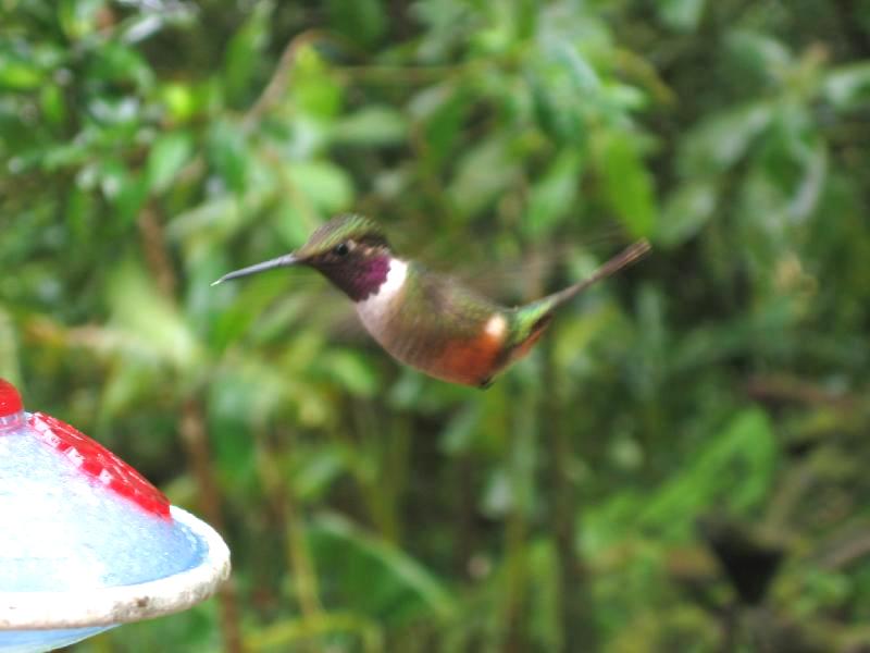 Magenta-throated Woodstar Hummingbird (Calliphlox bryantae) 5.jpg