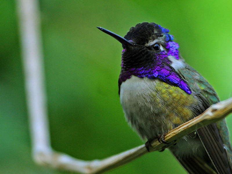 Costa\'s Hummingbird (Calypte costae).jpg