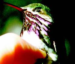 Calliope Hummingbird (Stellula calliope) 23.jpg