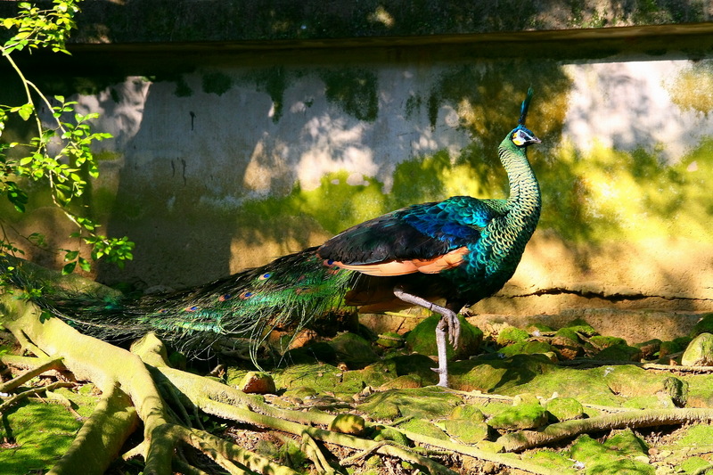 Siamese Dragon-Indo-Chinese green peafowl, Pavo muticus imperator.jpg