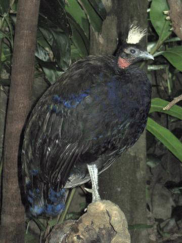 Stavenn Congo Peafowl (Afropavo congensis) 00.jpg