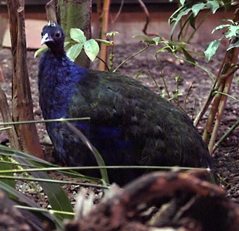 Kongopfau-Congo Peafowl (Afropavo congensis).jpg