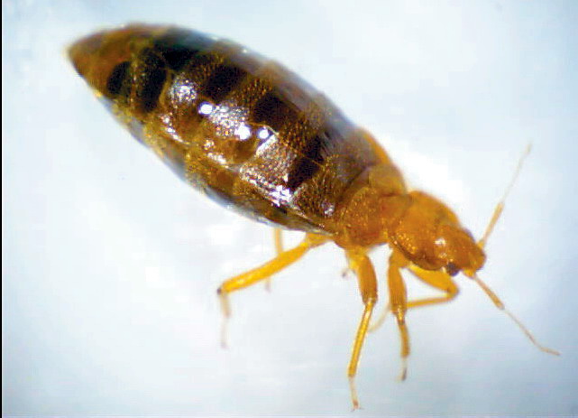 Engorged female Cimex lectularius, the human bed bug.jpg