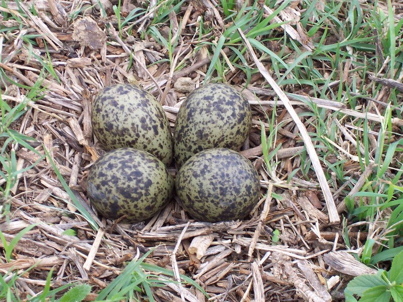 Masked Lapwing (Vanellus miles) Eggs.jpg