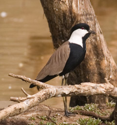 Spur-winged-Plover-for-WIKI2007-Spur-winged Lapwing (Vanellus spinosus).jpg