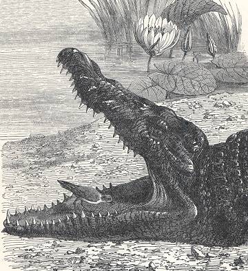 Plover-Crocodile-Symbiosis.jpg