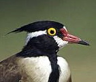 Black-headed Lapwing (Vanellus tectus).jpg