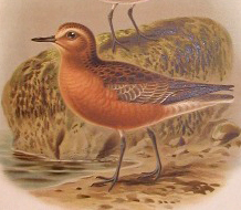 New Zealand Dotterel (Charadrius obscurus) Buller-Red-breasted Plover.jpg