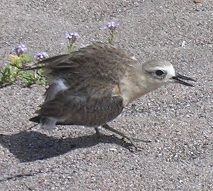 New Zealand Dotterel (Charadrius obscurus) Red-breasted Plover.jpg