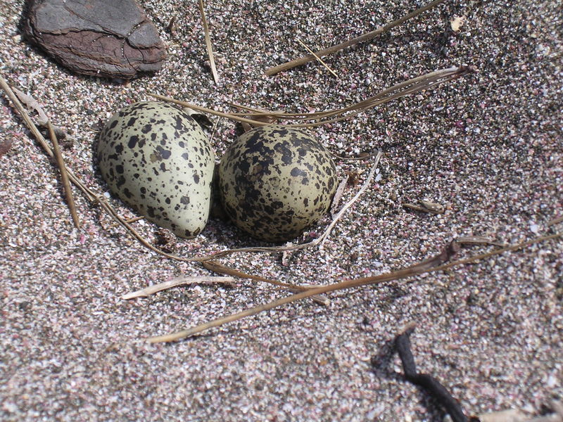 New Zealand Dotterel (Charadrius obscurus) Red-breasted Plover eggs.jpg