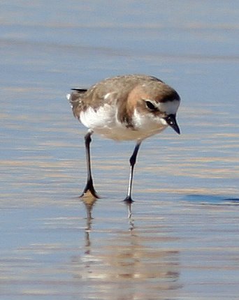 Red-capped Plover (Charadrius ruficapillus).jpg