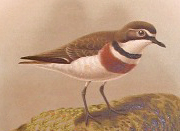 Banded Dotterel Buller - Double-banded Plover (Charadrius bicinctus).jpg