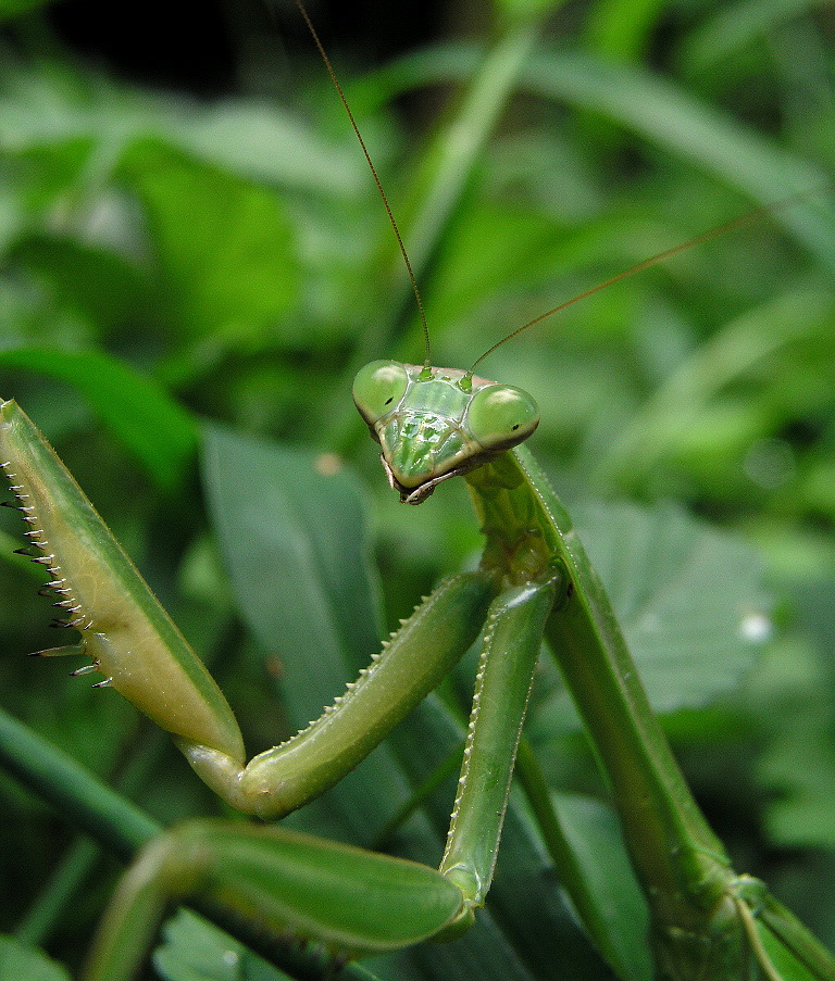Zorak-Chinese Mantis (Tenodera aridifolia sinensis).jpg