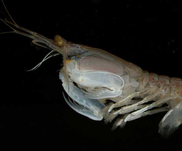 Mantis Shrimp (Squilla mantis).jpg
