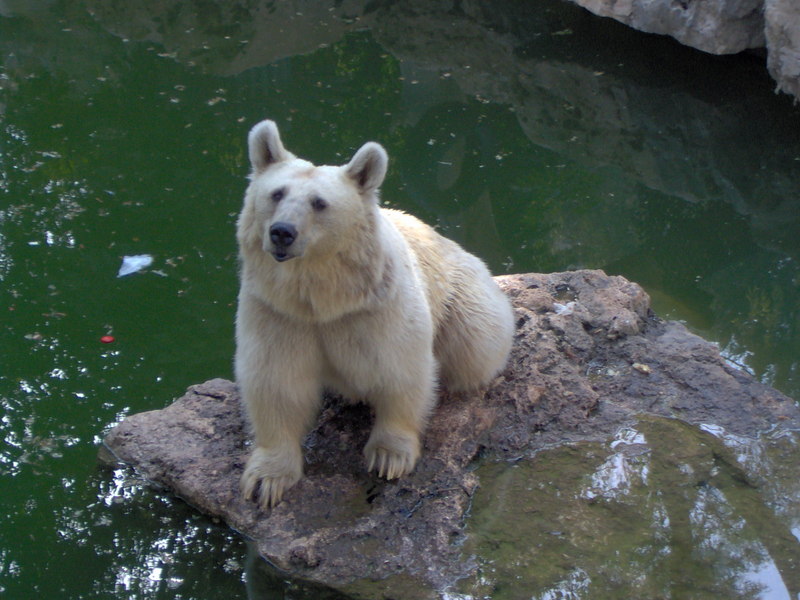 Syrian Brown Bear (Ursus arctos syriacus)-biblica-zoo.jpg
