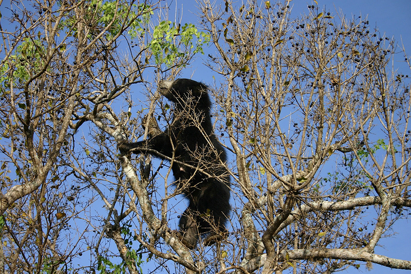 Sloth Bear (Melursus ursinus) on Tree.jpg