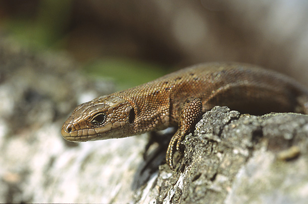 Lacerta vivipara 1 (Marek Szczepanek)-Viviparous Lizard, European common lizard (Zootoca vivipara).jpg