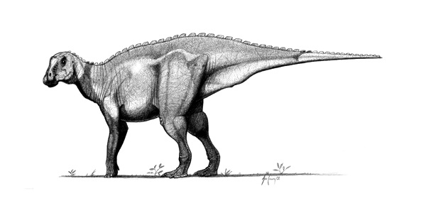Gryposaurus-notabilis jconway.jpg