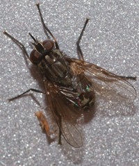 Stable Fly (Stomoxys calcitrans).jpg