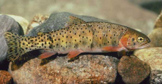 Colorado River Cutthroat Trout (Oncorhynchus clarki pleuriticus).jpg