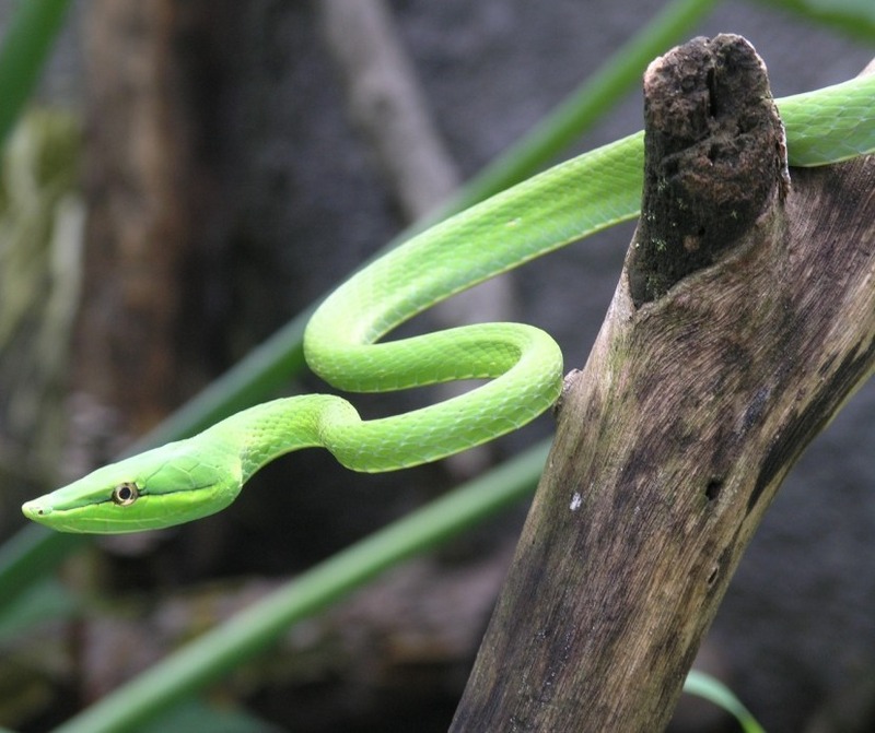 Bejuquillo-Amazonian Green Vine Snake (Oxybelis fulgidus).jpg