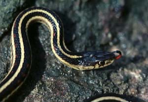 Red-sided Garter Snake (Thamnophis sirtalis parietalis).jpg