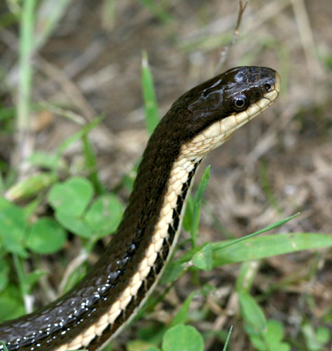 Queen Snake (Regina septemvittata) PCCA20060513-3674B.jpg