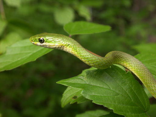 Rough Green Snake (Opheodrys aestivus) PCCP20030524-0823B.jpg