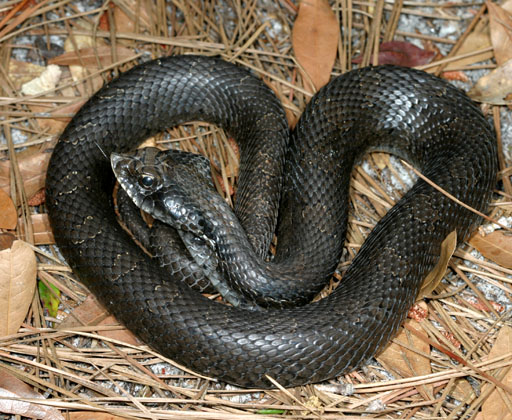 Eastern Hog-nosed Snake, hognose (Heterodon platirhinos) PCCA20060423-3588B.jpg