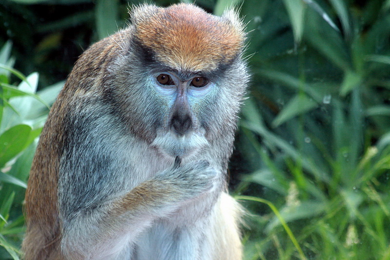 IMG 5608 Patas Monkey (Erythrocebus patas).jpg